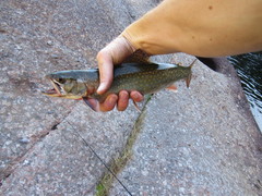 Salvelinus fontinalis image