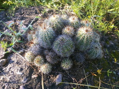 Echinocereus stolonifer tayopensis