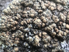 Rhizoplaca subdiscrepans