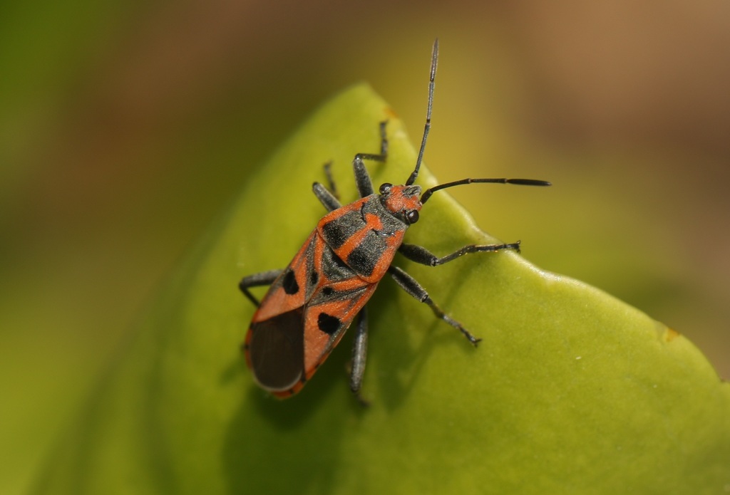 箭痕腺长蝽 (版纳植物园的蝽) · iNaturalist