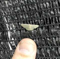 Pleuroprucha insulsaria