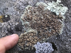 Rhizoplaca subdiscrepans