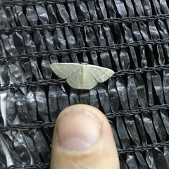 Pleuroprucha insulsaria