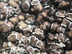 Rhizoplaca subdiscrepans