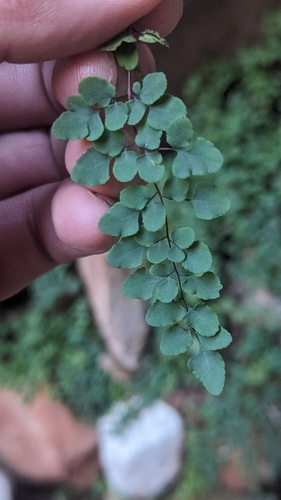 Image of Argyrochosma jonesii by (c) Darrin Gobble, some rights reserved (CC BY)