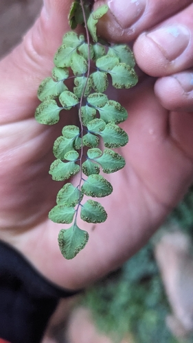 Image of Argyrochosma jonesii by (c) Darrin Gobble, some rights reserved (CC BY)