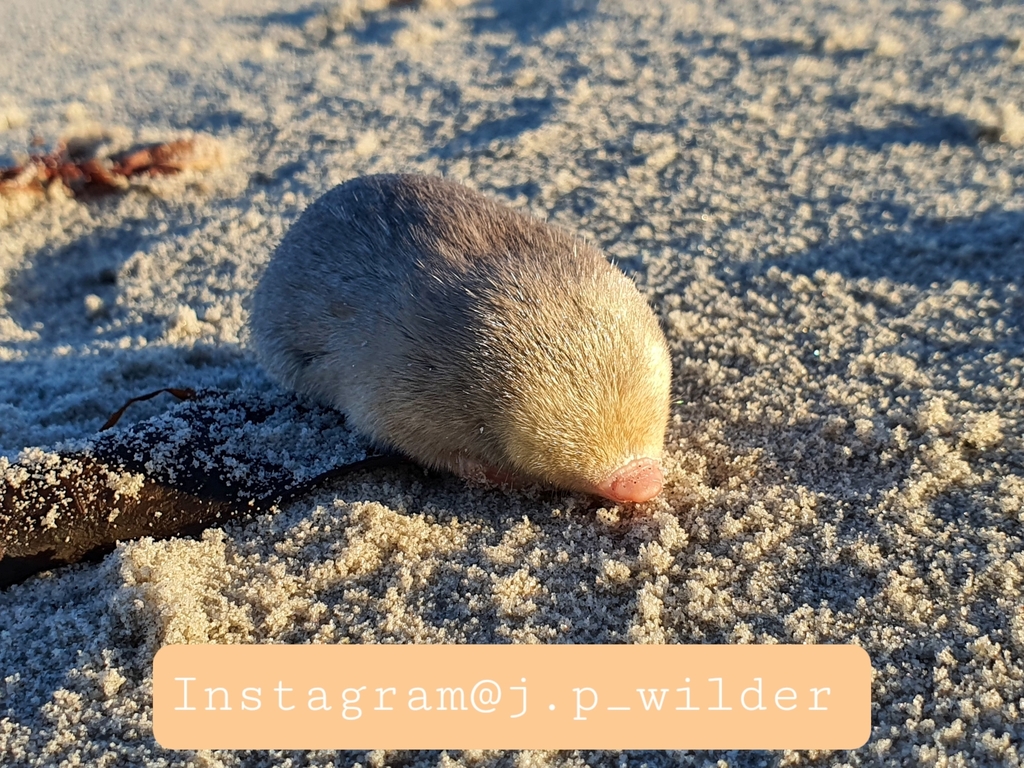 De Winton's Golden Mole
