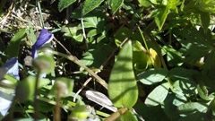 Claytonia