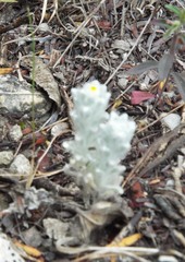 Thymophylla micropoides