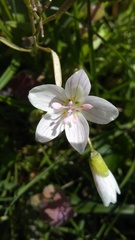 Claytonia