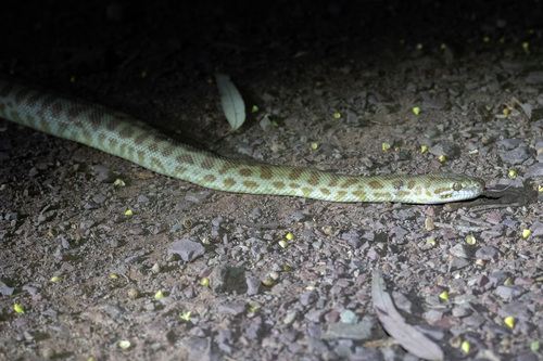 Children's Python sighting