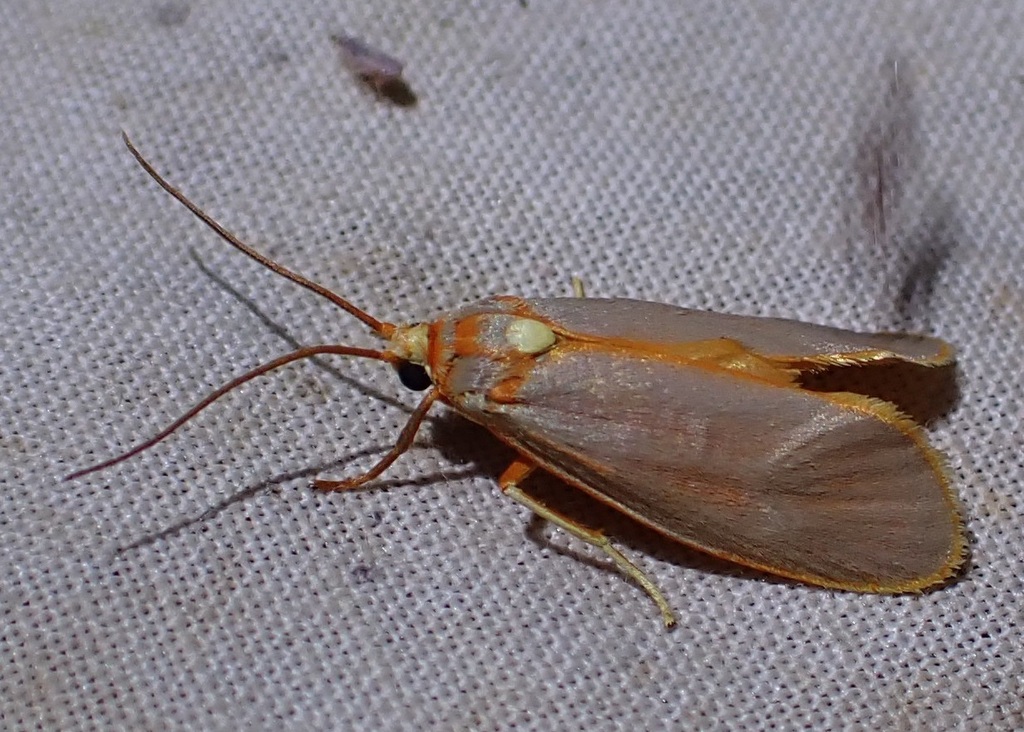 Lactura haplochroa