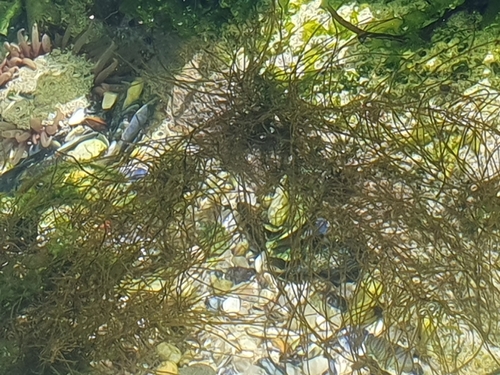 Chordaria flagelliformis observed 2023-11-27