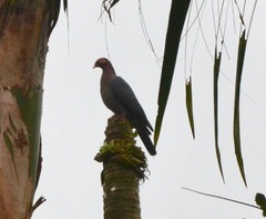 Patagioenas squamosa