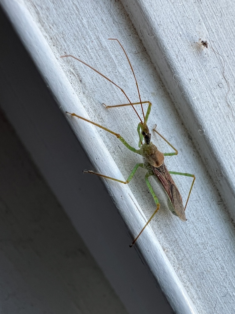 pale-green-assassin-bug-in-november-2023-by-mark-mcknight-inaturalist