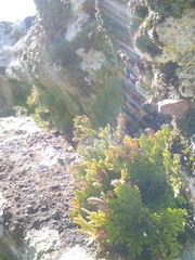 Selaginella lepidophylla