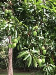 Mangifera indica