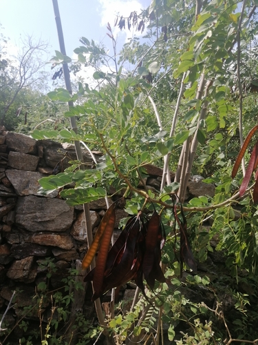 Image of Leucaena lanceolata by (c) Erick Vélez Sánchez, some rights reserved (CC BY)