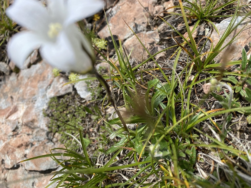 Campanula ciliata; photograph (c) Илья Руденко, some rights reserved (CC BY)