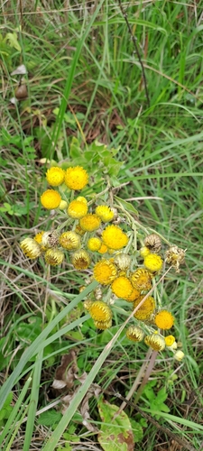 Image of Helichrysum ruderale by (c) Mmatjie Mashao, some rights reserved (CC BY-SA)