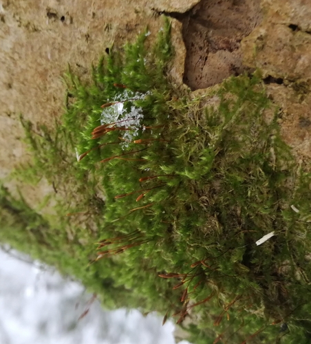 haluzovka mnohoplodá (Pylaisia polyantha)