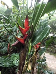 Heliconia bihai