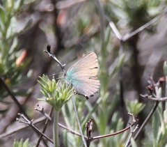 Callophrys