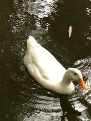 Anas platyrhynchos domesticus