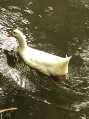 Anas platyrhynchos domesticus