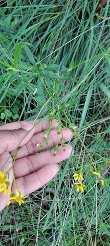 Image of Senecio polyanthemoides by (c) Mmatjie Mashao, some rights reserved (CC BY-SA)