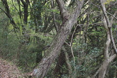 Carpinus tschonoskii