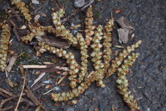 Carpinus tschonoskii