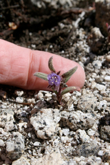 Phacelia quickii