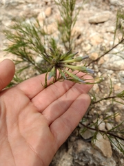 Amsonia longiflora