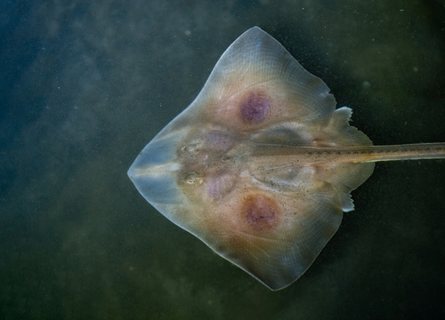 Big Skate, 3521 Beach Dr SW, Seattle, WA 98116, USA, photo 9 of 10