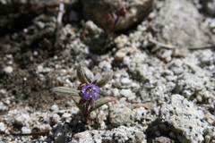 Phacelia quickii