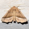 Coastal Pero Moth - Photo (c) John Trent, some rights reserved (CC BY-NC-ND), uploaded by John Trent
