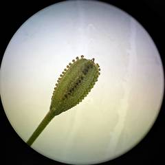Pisonia aculeata image