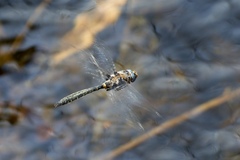 Helocordulia selysii