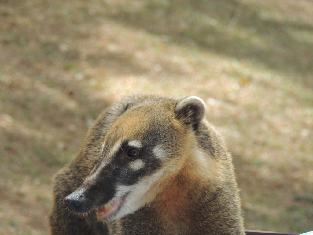 South American Coati from Nucleo Rural Corrego do Tamandua, Brasília ...