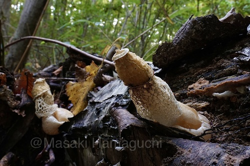 Phallus ultraduplicatus