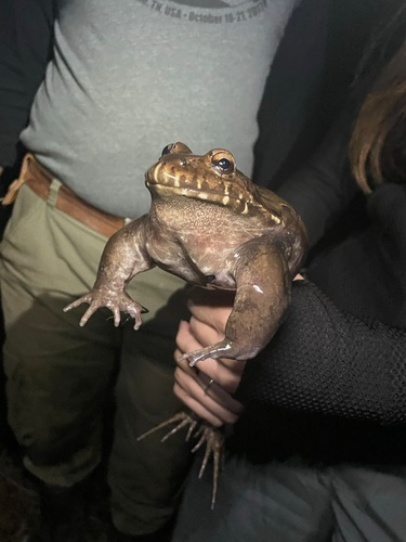 Pepper Frog