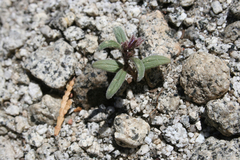 Phacelia quickii