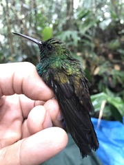 Chalybura urochrysia
