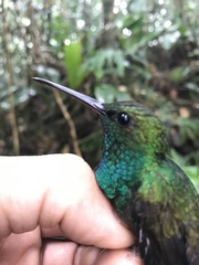 Chalybura urochrysia