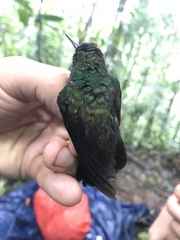Chalybura urochrysia