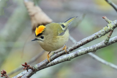 Reyezuelo sencillo (Regulus regulus)