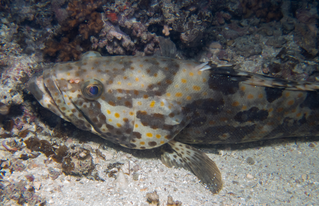 Orange-spotted grouper