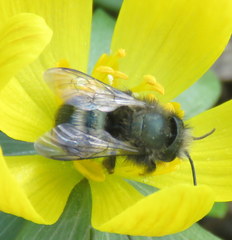 Osmia lignaria propinqua