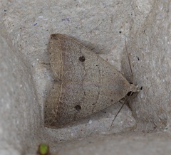 Bocula caradrinoides